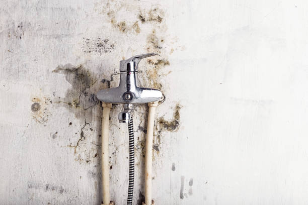 Best Kitchen Mold Remediation in Plainview, TX