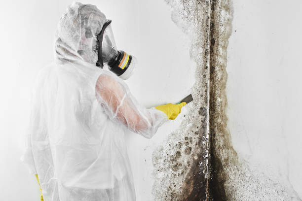 Best Residential Mold Remediation in Plainview, TX