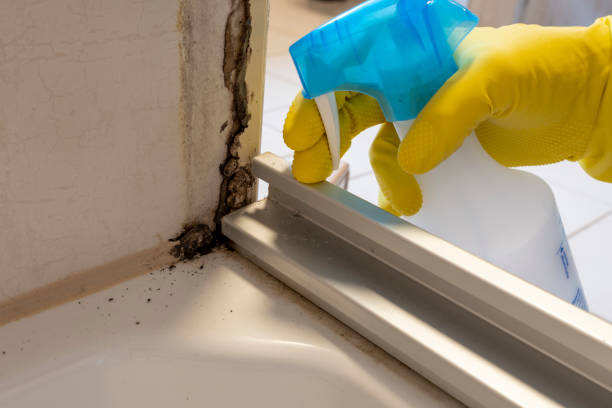 Best White Mold Remediation in Plainview, TX