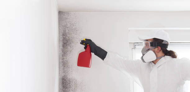 Best Industrial Mold Remediation in Plainview, TX