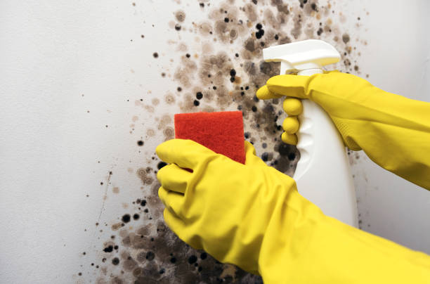 Trusted Plainview, TX Mold Remediation Experts