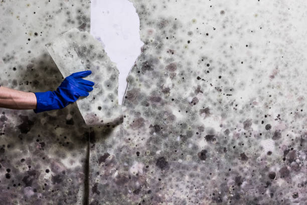Trusted Plainview, TX Mold Remediation Experts